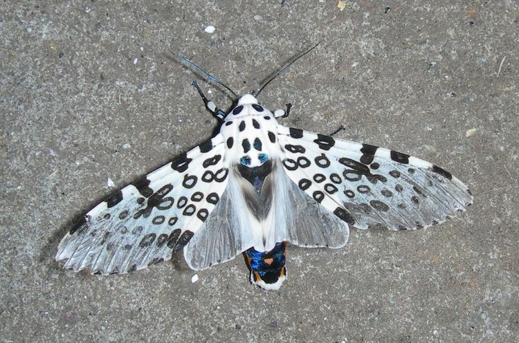Giant leopard moth Giant Leopard Moth Facts and Pictures