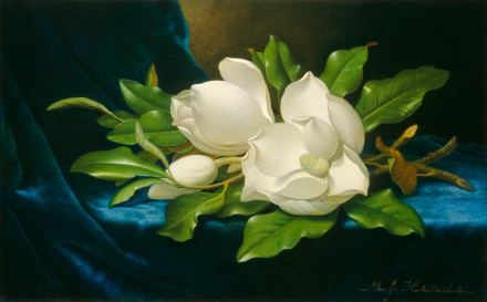 Giant Magnolias on a Blue Velvet Cloth mediangagovpublicobjects9346493464prima