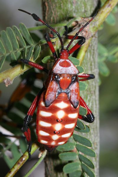 Giant mesquite bug Giant Mesquite Bugs Thasus neocalifornicus The Firefly Forest