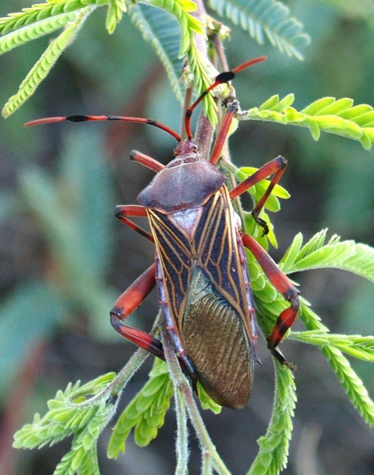 Giant mesquite bug Arizona Beetles Bugs Birds and more Life cycle of the Giant