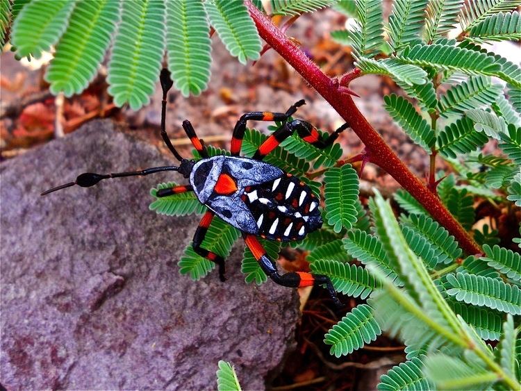 Giant mesquite bug Giant Mesquite Bugs Thasus neocalifornicus Things Biological