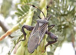 Giant mesquite bug GIANT MESQUITE BUGS