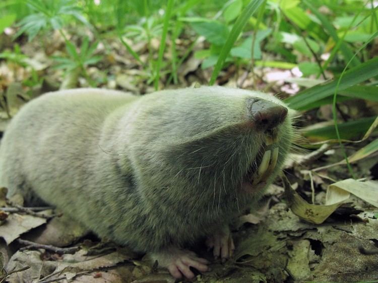 Giant mole-rat 