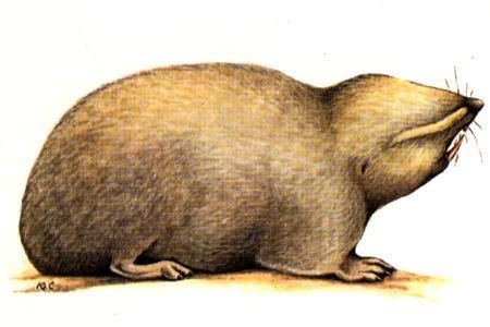 Giant mole-rat Species Sheet Mammals39Planet