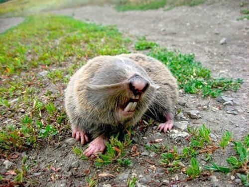 Giant mole-rat httpssmediacacheak0pinimgcom564xc71f12