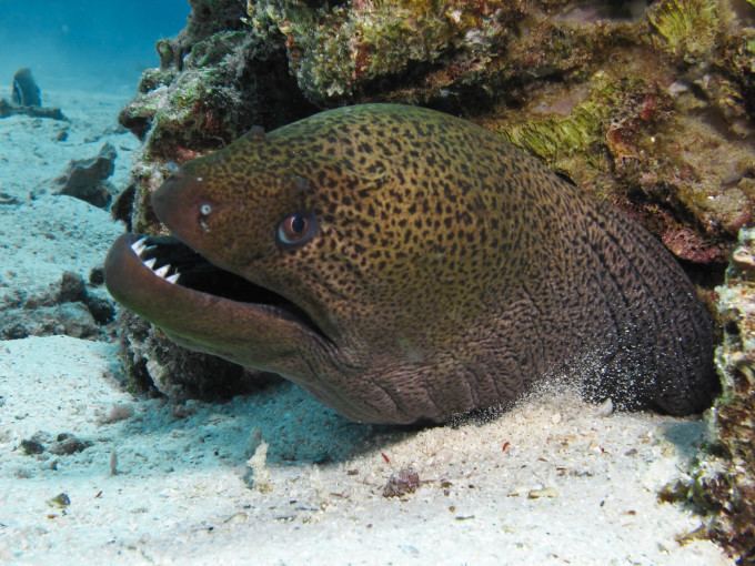 Giant moray Giant Moray Eels Gymnothorax javanicusScubafish News