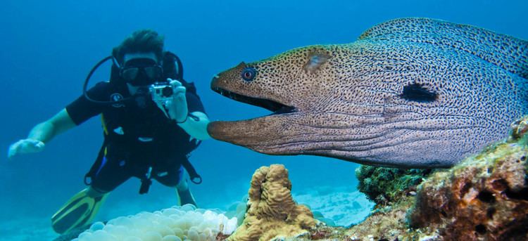 Giant moray Giant Moray Eels Gymnothorax javanicusScubafish News