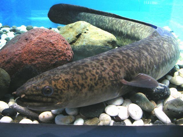 Giant mottled eel Giant mottled eel Wikipedia