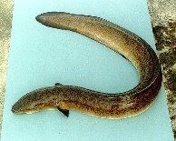 Giant mottled eel wwwfishbaseusimagesthumbnailsjpgtnAnmaru0jpg
