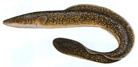 Giant mottled eel The Best of Both Worlds The Giant Mottled Eel