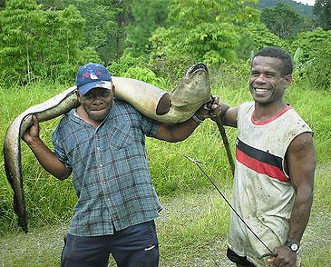 Giant mottled eel Giant Mottled Marbled Eel Anguilla marmorata