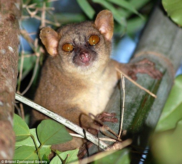 Giant mouse lemur Northern giant mouse lemur has the biggest testicles among primates