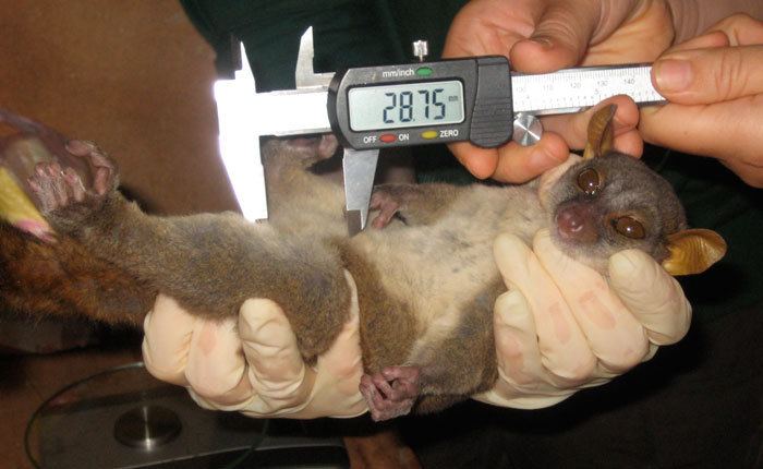 Giant mouse lemur Research discovers true meaning behind the name 39Giant39 Mouse Lemur