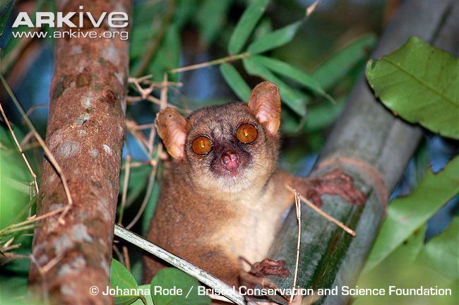 Giant mouse lemur Northern giant mouse lemur videos photos and facts Mirza zaza