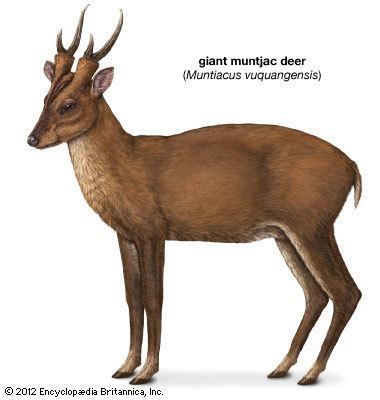 Giant muntjac giant muntjac deer Kids Encyclopedia Children39s Homework Help