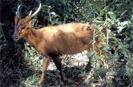 Giant muntjac Cryptomundo 408 New Species Revisited
