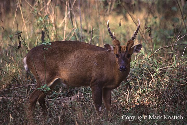Giant muntjac 1000 images about Deer Muntiacini Tribe on Pinterest Barking