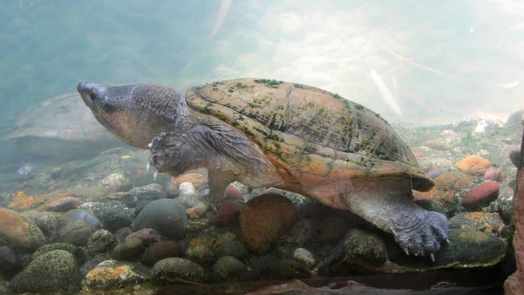 Giant musk turtle chiapas giant musk turtle staurotypus salvini zoomat ZooChat
