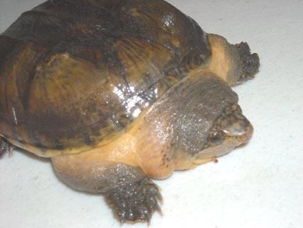 Giant musk turtle ChiapasGiantMuskTurtle