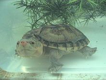 Giant musk turtle httpsuploadwikimediaorgwikipediacommonsthu