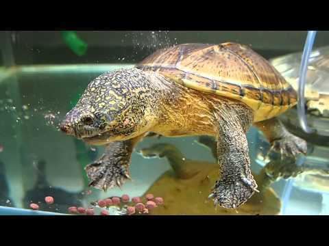 Giant musk turtle Chiapas Giant Musk Turtle Feeding 20150127 2 YouTube
