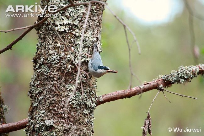 Giant nuthatch Giant nuthatch videos photos and facts Sitta magna ARKive