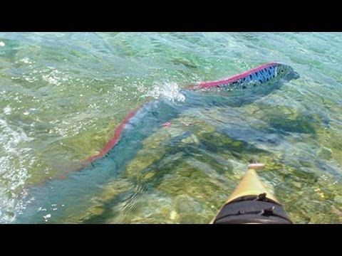Giant oarfish GIANT OARFISH FILMED IN MEXICO YouTube