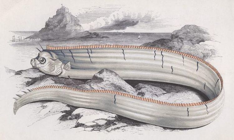 Image result for Giant oarfish