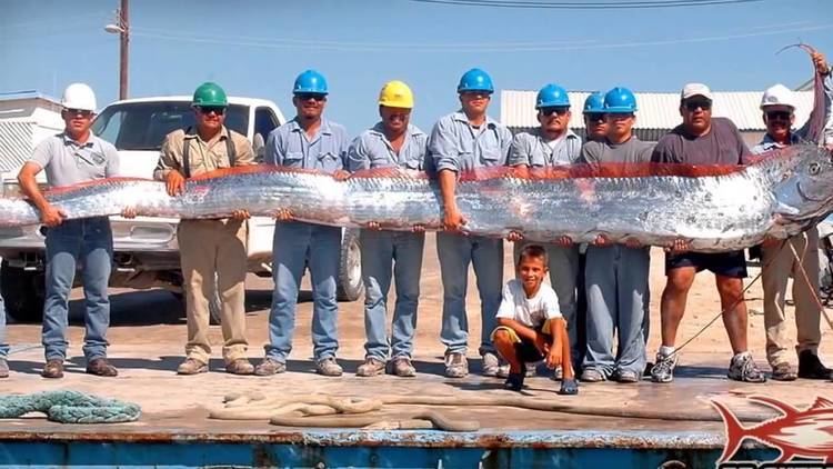 Giant oarfish Giant oarfish Video of 18 ft sea serpent unidentified creature or