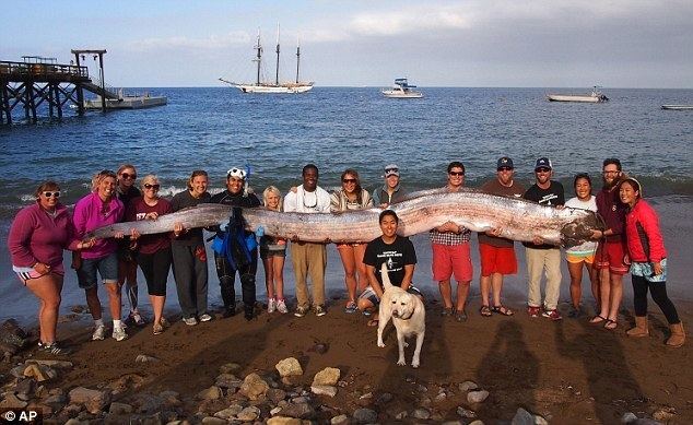 Giant oarfish Mysterious giant oarfish found washed up dead on Californian beach