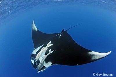 Giant oceanic manta ray Mexico Pacific Manta Trust