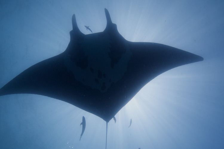 giant manta ray face