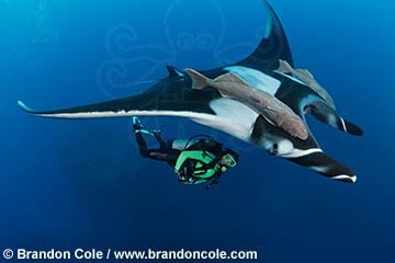 giant oceanic manta ray conservation