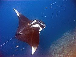 Giant oceanic manta ray httpsuploadwikimediaorgwikipediacommonsthu