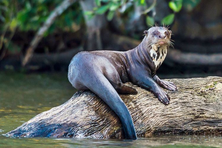 Giant otter Giant River Otters Giant Otter Facts DK Find Out
