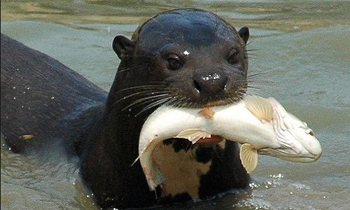 Giant otter Giant Otter Pteronura brasiliensis Facts About Animals