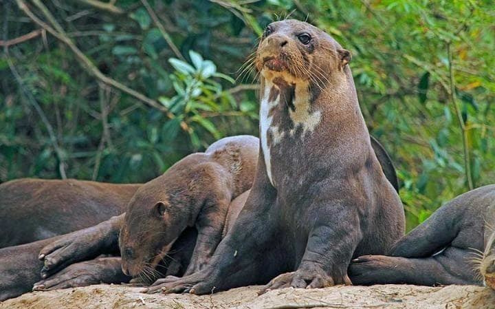 Giant otter In Brazil tracking the Big Five giant otter Telegraph