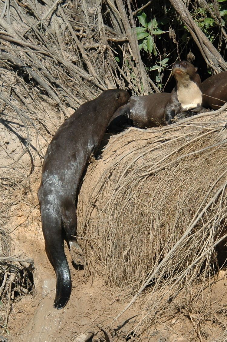 Giant otter shrew - Alchetron, The Free Social Encyclopedia