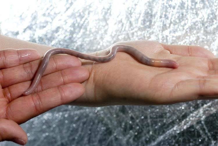 Giant Palouse earthworm Idaho scientists find giant Palouse earthworm The SpokesmanReview
