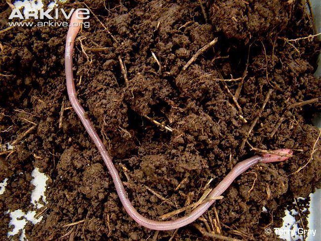 Giant Palouse earthworm Giant Palouse earthworm videos photos and facts Driloleirus