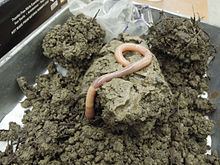 Giant Palouse earthworm httpsuploadwikimediaorgwikipediacommonsthu
