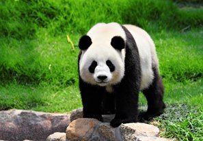 Giant panda no longer Endangered, Stories