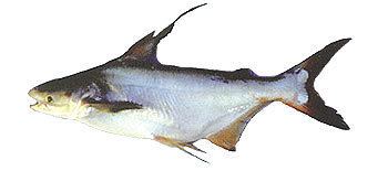 Giant pangasius Giant Catfish Freshwater Fish Species Fishing Khao Lak