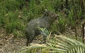 Giant peccary cryptomundocomwpcontentGiantpeccaryjpg