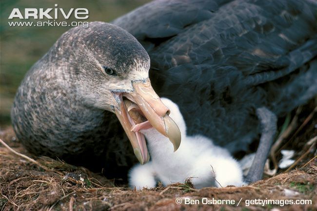 Giant petrel Southern giant petrel videos photos and facts Macronectes