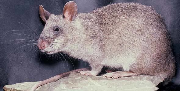 Giant pouched rat African Giant Pouched Rat Rodent Africa