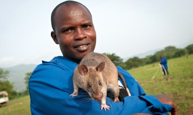 Giant pouched rat Ratting Out TB Scientists Train Rodents To Diagnose Disease Shots