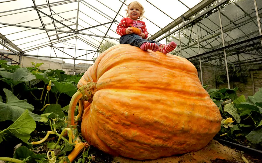 Giant pumpkin A Beginner39s Guide to the World of Giant Pumpkins WEPO