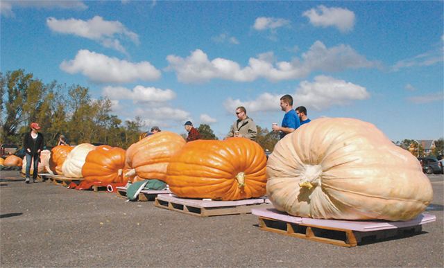 Giant pumpkin The quest for the giant pumpkin The Ridgefield Press