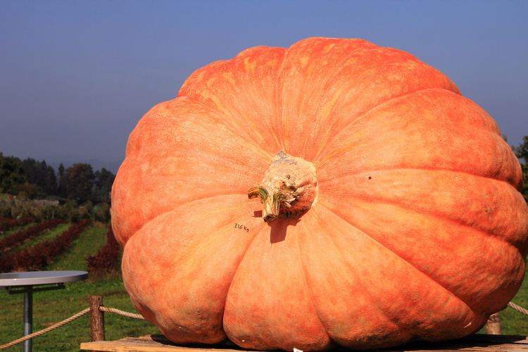 Giant pumpkin Pumpkin Passion Farmers39 Almanac